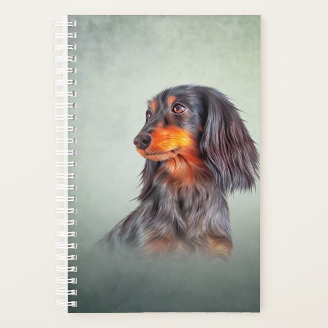 Dachshund à poils longs (Devant)