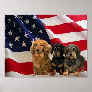Dachshund America Poster