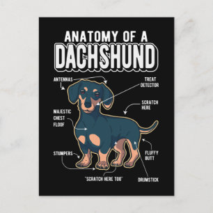 Dachshund Anatomy Funny Dog Postcard