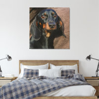 dachshund black and tan