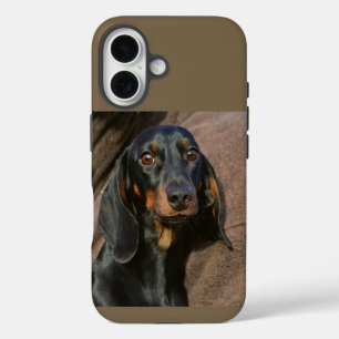 dachshund black and tan iPhone 16 case