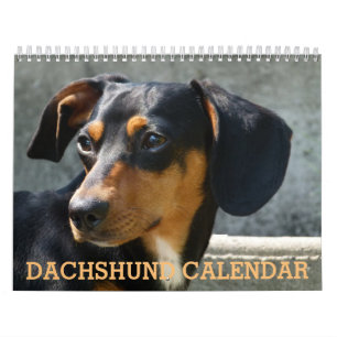 Dachshund Calendar