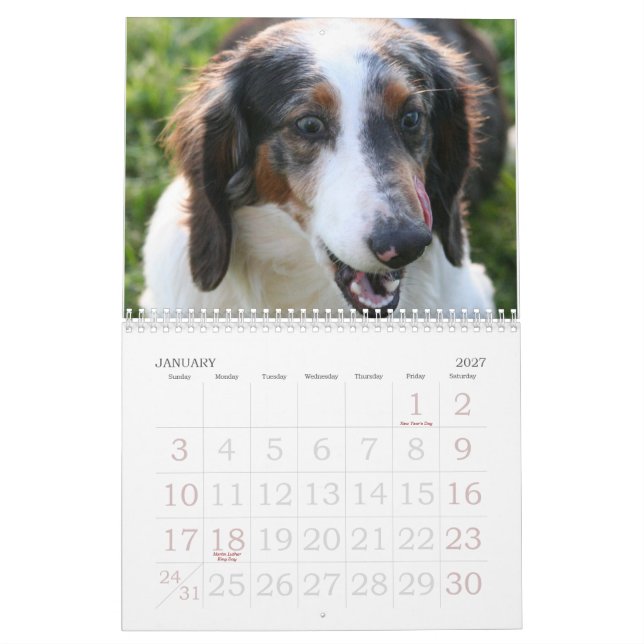 Dachshund Calender Calendar (Jan 2027)