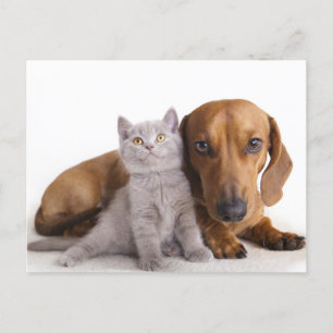 Dachshund Chien Chien Chien et Kitten Carte Postal