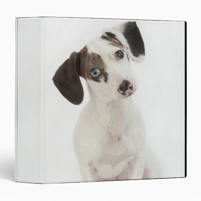 Dachshund/Chihuahua female puppy staring Binder (Front/Spine)