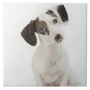 Dachshund/Chihuahua female puppy Tile