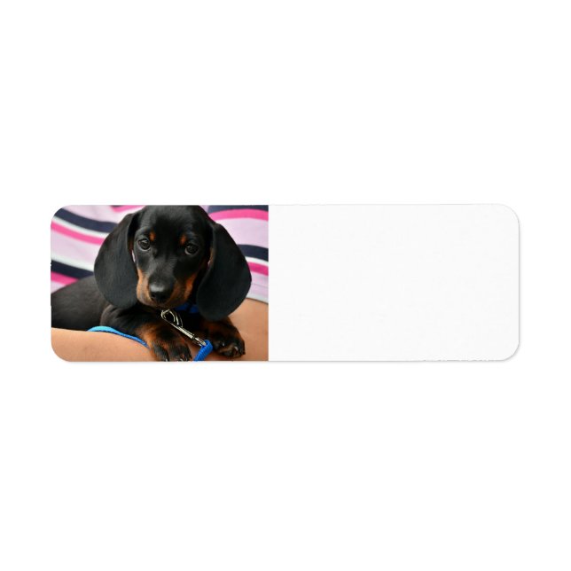 dachshund-chiot mignon (Devant)