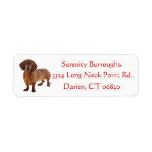 Dachshund Chocolate Brown Chien rouge Chien roux