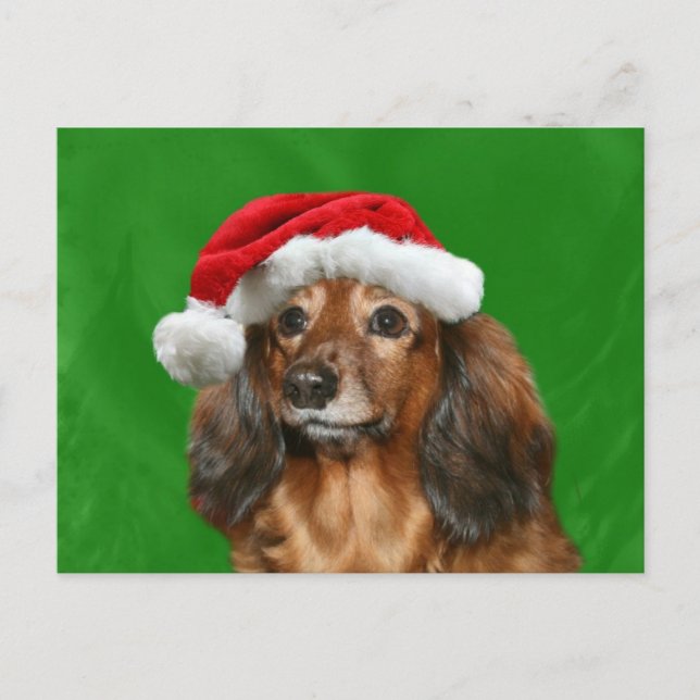 Dachshund Christmas Holiday Postcard (Front)