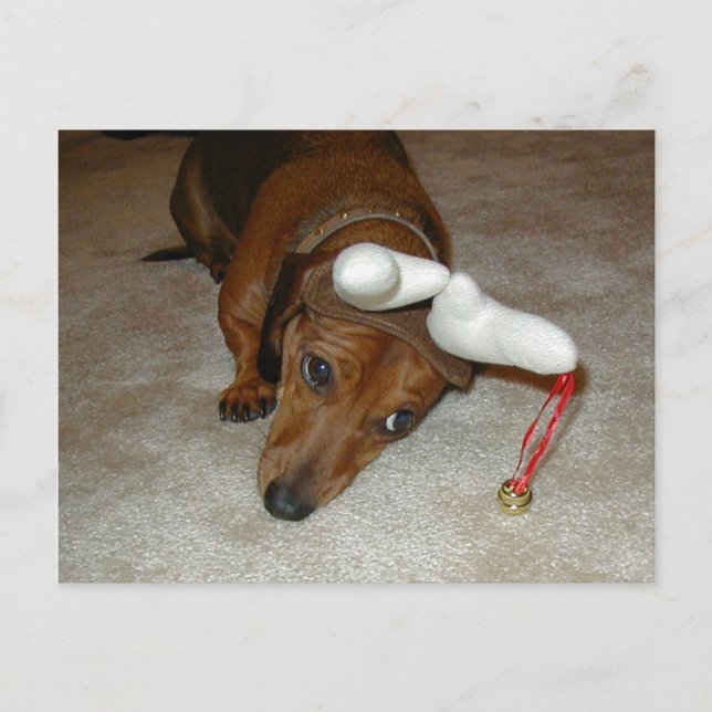 Dachshund Christmas Post Card (Front)