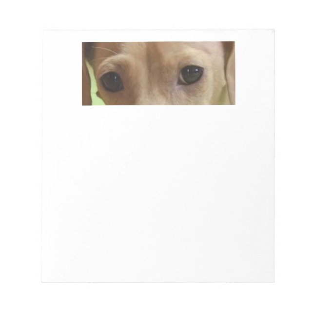 dachshund cream eyes notepad (Front)