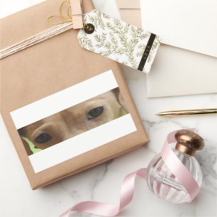 dachshund cream eyes sticker