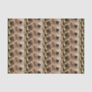 dachshund cream eyes tissue paper