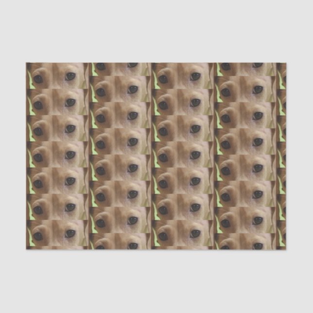 dachshund cream eyes tissue paper (Front)