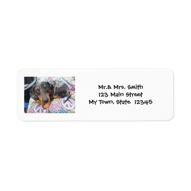 Dachshund Dachshund Dappy Retour (Devant)