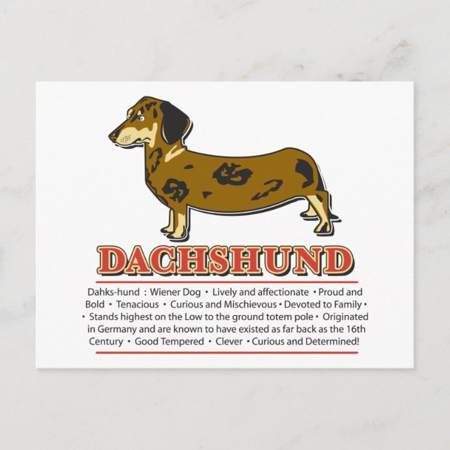Dachshund Dictionary Postcard (Front)