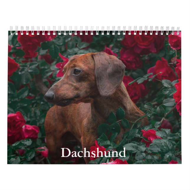 Dachshund Dog Calendar (Cover)
