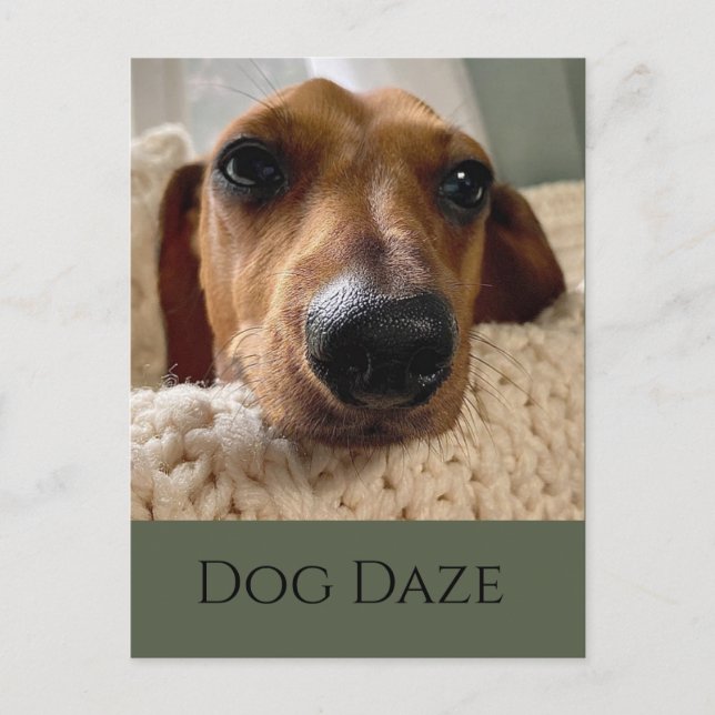 Dachshund Dog Daze Postcard (Front)