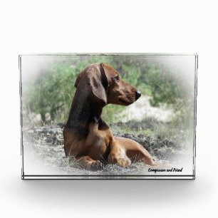 Dachshund Dog. Photo Block