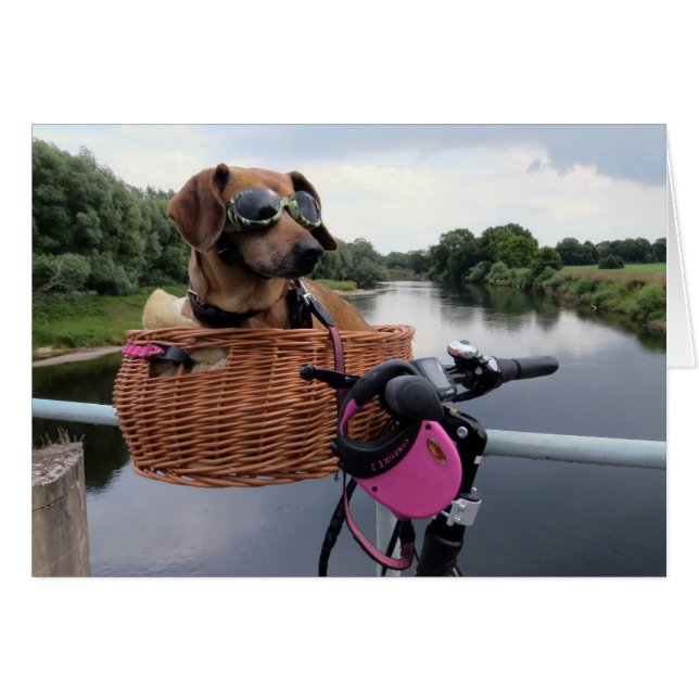 Dachshund Dog Riding in Bike Basket Funny (Front Horizontal)