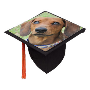 Dachshund Graduation Cap Topper