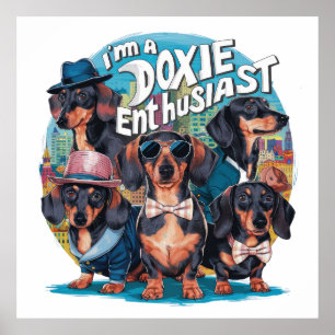 Dachshund I'm A Doxie Enthusiast Poster