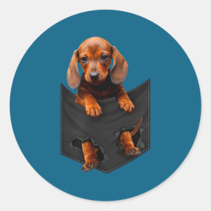 Dachshund In My Cket Classic Round Sticker