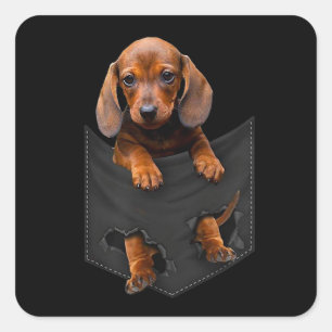 Dachshund In My Pocket Dachshund Weiner Dog Gift Square Sticker