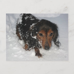 Dachshund in the Snow Postcard