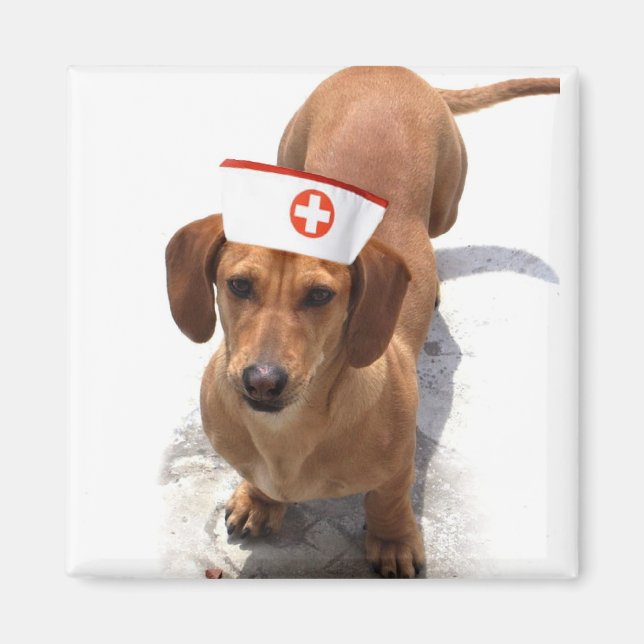 Dachshund infirmière aimant (Devant)
