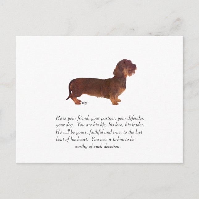 Dachshund Keepsake - Male Postcard (Front)