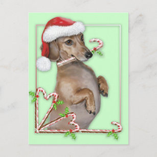 Dachshund Lilly's Candy Canes Postcard