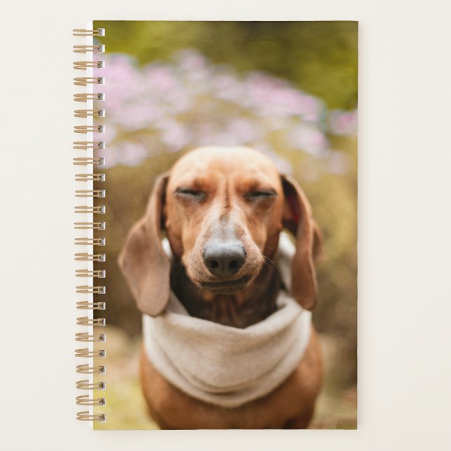 Dachshund mignon (Devant)