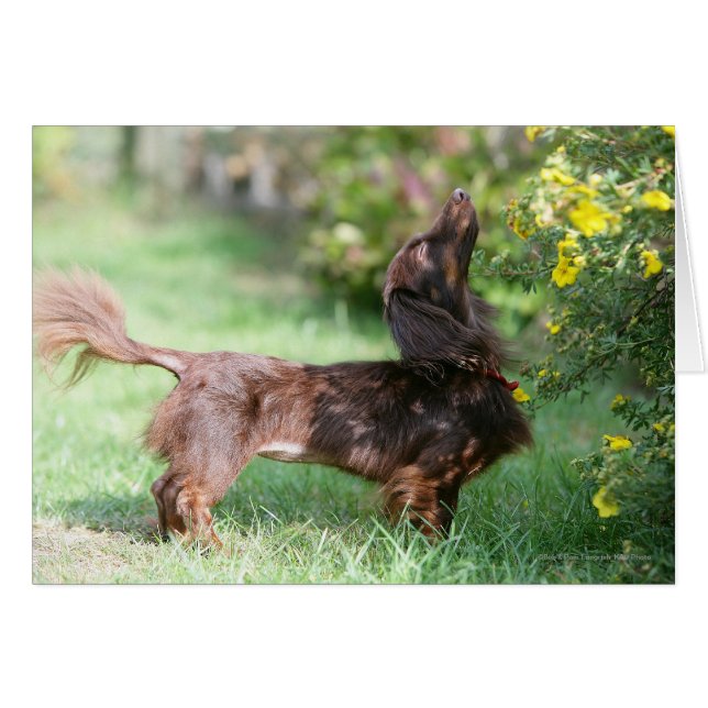 Dachshund miniature à cheveux longs 1 (Devant horizontal)