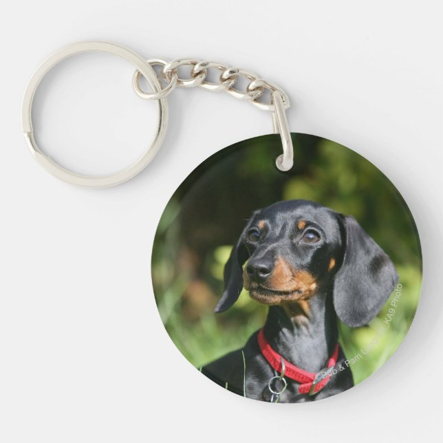 Dachshund miniature à poil lisse 3 (Devant)