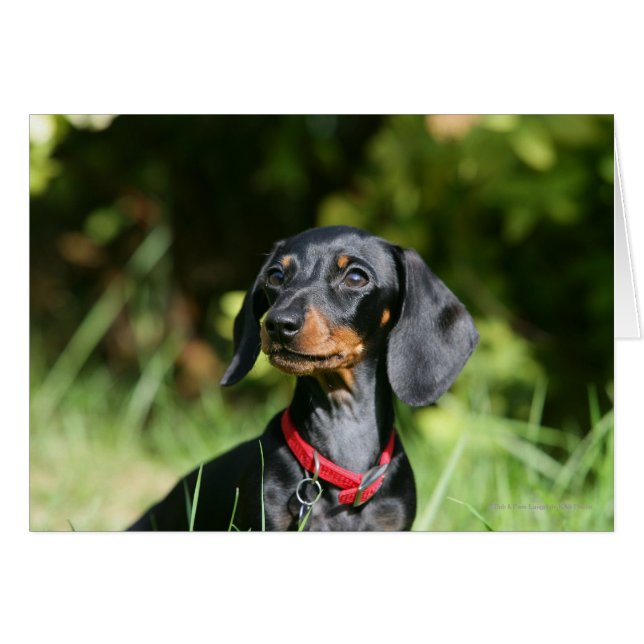Dachshund miniature à poil lisse 3 (Devant horizontal)