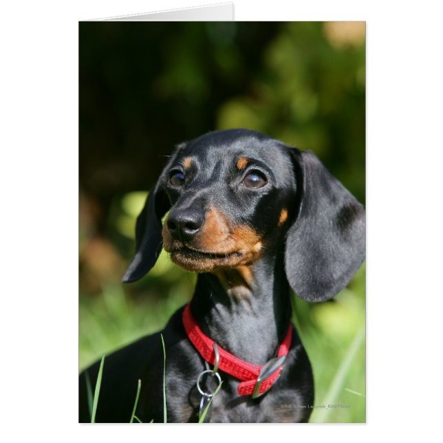Dachshund miniature à poil lisse 3 (Devant)