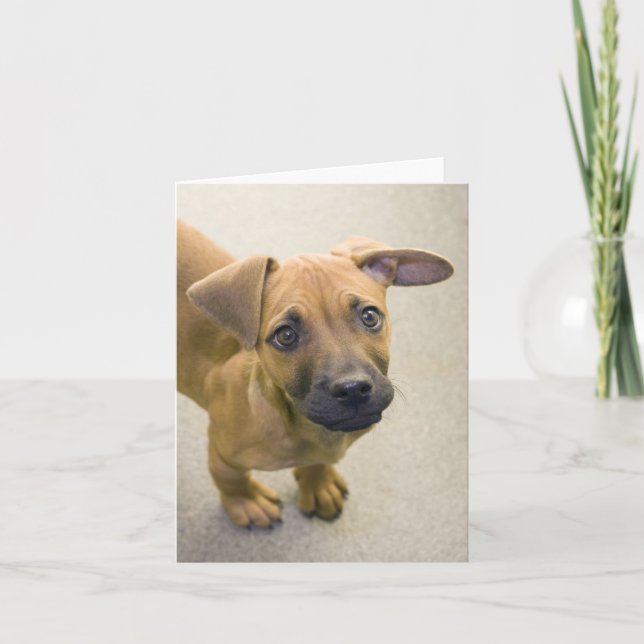 Dachshund Mix Note Cards 2 (Front)