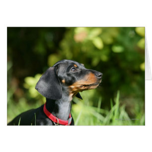 Dachshund noir et tan Miniture 3