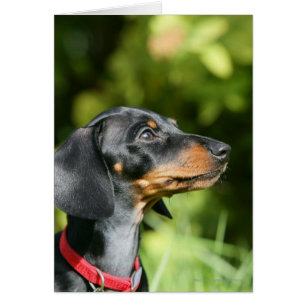 Dachshund noir et tan Miniture 3