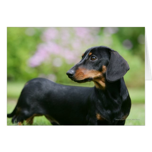 Dachshund noir et tean Miniture 2 (Devant horizontal)