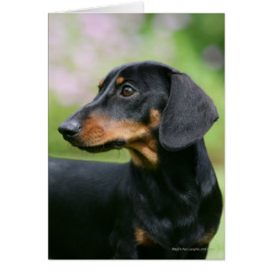 Dachshund noir et tean Miniture 2