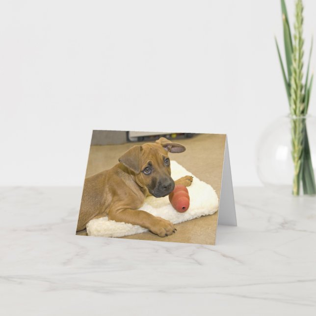 Dachshund Note Cards 3 (Front)