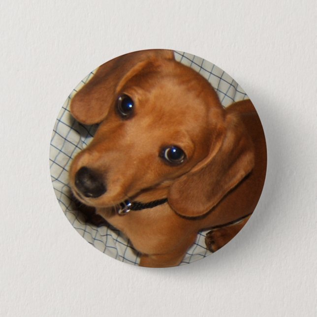 Dachshund Pet Puppy Eyes 2 Inch Round Button (Front)