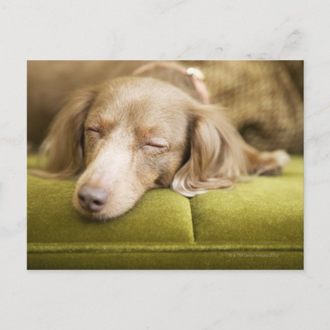 Dachshund Postcard (Front)