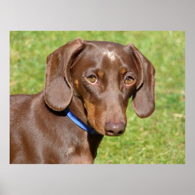 Dachshund  poster (Front)