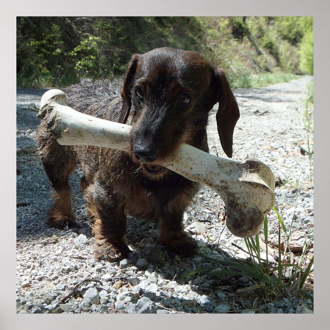 Dachshund Poster (Front)