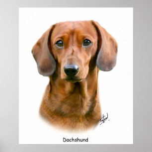 Dachshund Poster