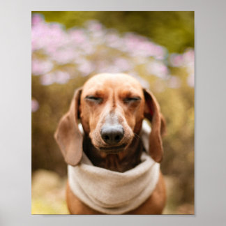 Dachshund | Poster de gros plan pour chien mignon