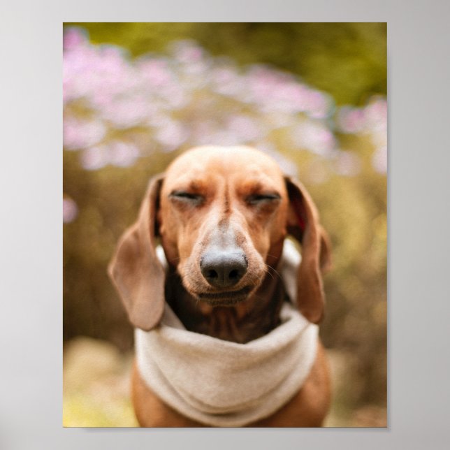 Dachshund | Poster de gros plan pour chien mignon (Devant)